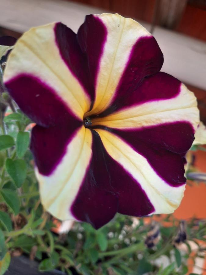 Morada Jaguary Villa Camanducaia Eksteriør billede